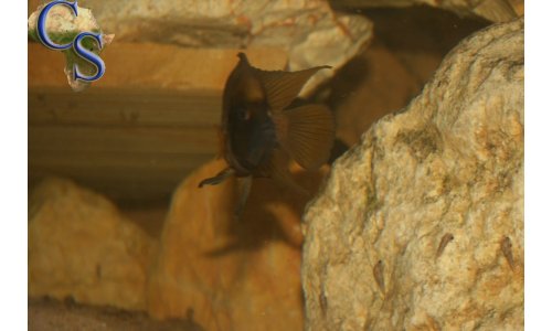 Altolamprologus compressiceps gold